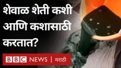 शेवाळ शेती