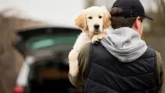 Пес на плече у человека