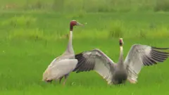 सारस चरा