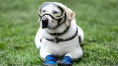Anjing Frida