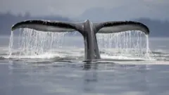 Whale