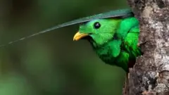 ਤਸਵੀਰਾਂ