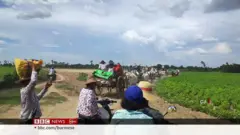 စစ်ကိုင်းနဲ့ မကွေးတိုင်းတွေမှာ ဆီထွက်သီးနှံ စိုက်ပျိုးမှု လျော့ကျ