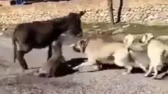 BERAT KAYA