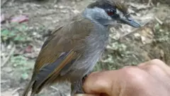 burung, pelanduk kalimantan