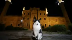 Кот в Стамбуле