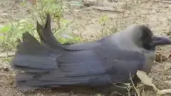 Bird Flu Delhi