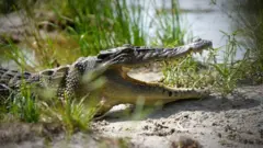 Di Bangka, kerusakan alam yang semakin masif, diduga karena pertambangan timah yang tak terkendali, menjadi penyebab makin meningkatnya serangan buaya terhadap manusia.