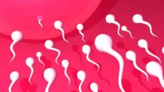 Os espermatozoides nadam pouco, são impulsionados principalmente por contrações no útero e o óvulo é bem mais ativo no processo do que muitos talvez pensassem.