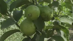 ట్రంప్
