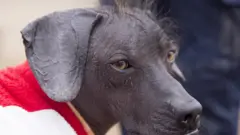 A close-up showing three-year-old hairless dog, Sumac