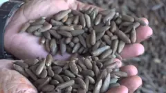 nuts