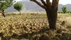 पाकिस्तान