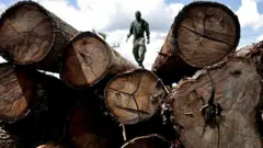 An agent of the Brazilian Institute for the Environment and Renewable Natural Resources inspects a tree extracted from the Amazon rainforest