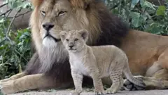 Singa