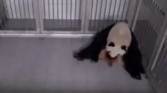 旅韓大熊貓愛寶