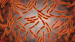 Lactobacillus