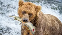 ভালুকের মাছ শিকার : তারা কি মাছ গুণতেও পারে?