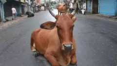 ఆవు