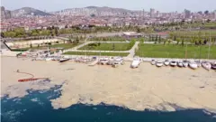 Там, де "морські шмарклі" не можна ловити рибу чи плавати