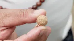 Benih pohon bodhichitta yang tumbuh di Nepal