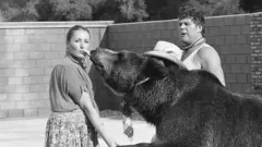 Bear