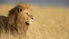 aslan
