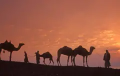 دوه سړي له خپلو اوښانو سره د مصر سینا بېدیا کې روان دي - عکس فبروري درېیمه، ۱۹۹۹
