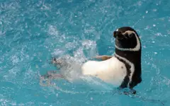 Pinguim dentro de uma piscina