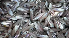 বাংলাদেশের মাছ