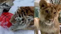 львица и тигры
