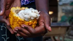 Nwaanyị ji koko n'ugbo. 