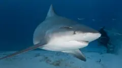 sfasdf