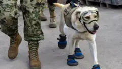 Қутқарувчи ит