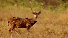 पर्सा राष्ट्रिय निकुञ्जमा हरिण