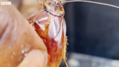 barata