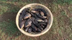 చేపలు