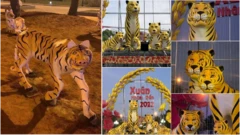 Hổ