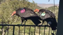 گدھ
