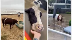 Australia cow