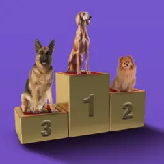 مهرجان الكلاب في السعودية