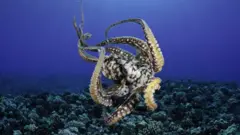 أخطبوط
