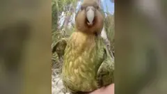 نيوزيلندا تتوج الببغاء السمين طائر العام.
