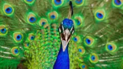Pavo real