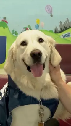 zlatni retriver nasmejan gleda u kameru, dino zen pas skoplje aerodrom