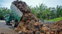 Tandan buah kelapa sawit.