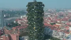 Afforestation