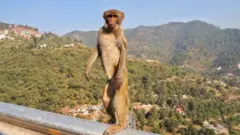 माकड
