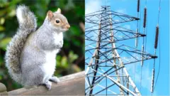 ఉడుత, విద్యుత్ లైన్లు