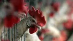 flu burung, china, h5n1